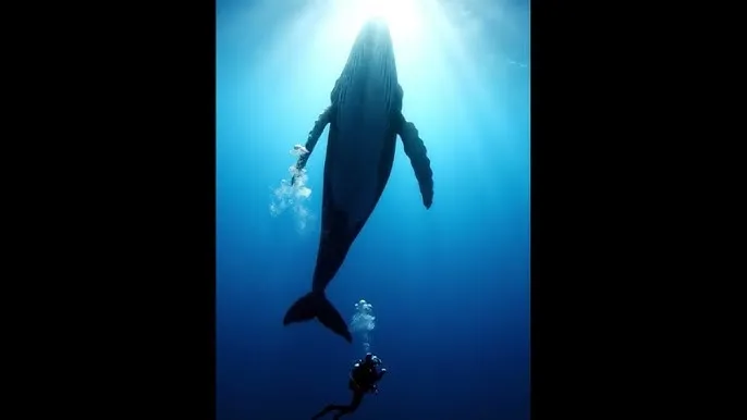 全世界都不如你免费观看全集 - 深蓝星球：探索海洋深处的未知世界
